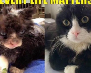 Cat Who Survived Fire Is Now Helping Other Injured Cats