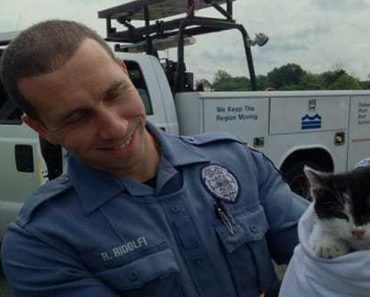 Kitten Rescued After He Was Tossed From Moving Car!