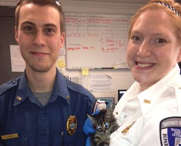 Kitten Rescued From Metro Tracks