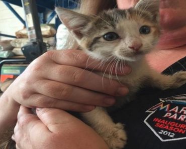 Kitten Rescued From Sewer