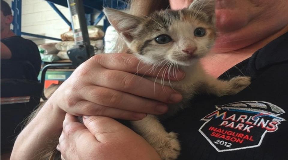 Kitten Rescued From Sewer