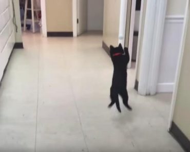 In Just A Few Seconds This Kitten Will Make You Laugh