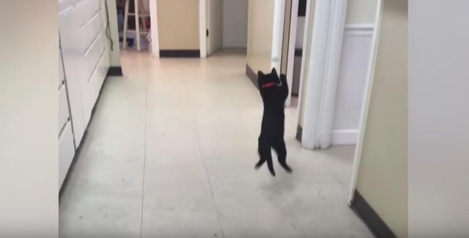 In Just A Few Seconds This Kitten Will Make You Laugh