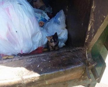 From Trash To Treasure. Calico Kitten Thrown As Garbage, Rescued By Garbage Man