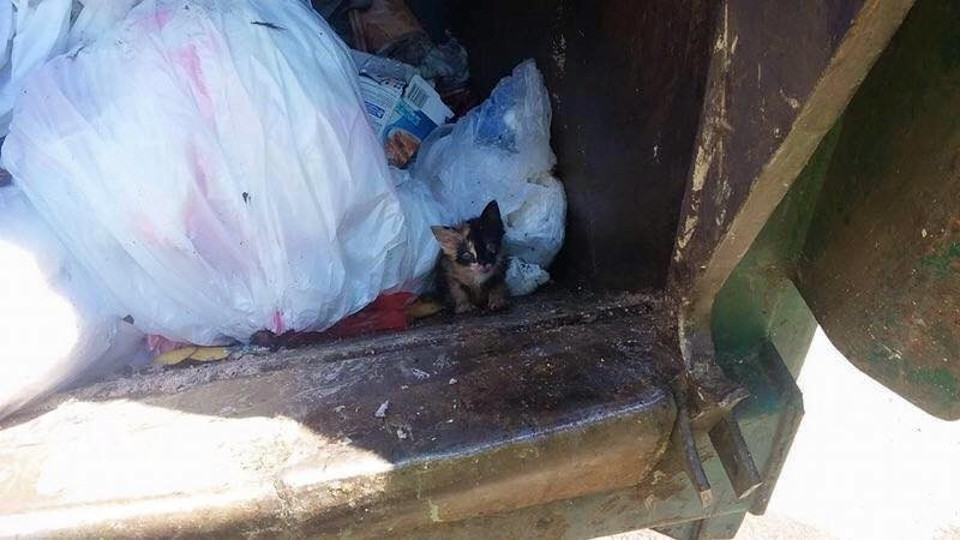 From Trash To Treasure. Calico Kitten Thrown As Garbage, Rescued By Garbage Man