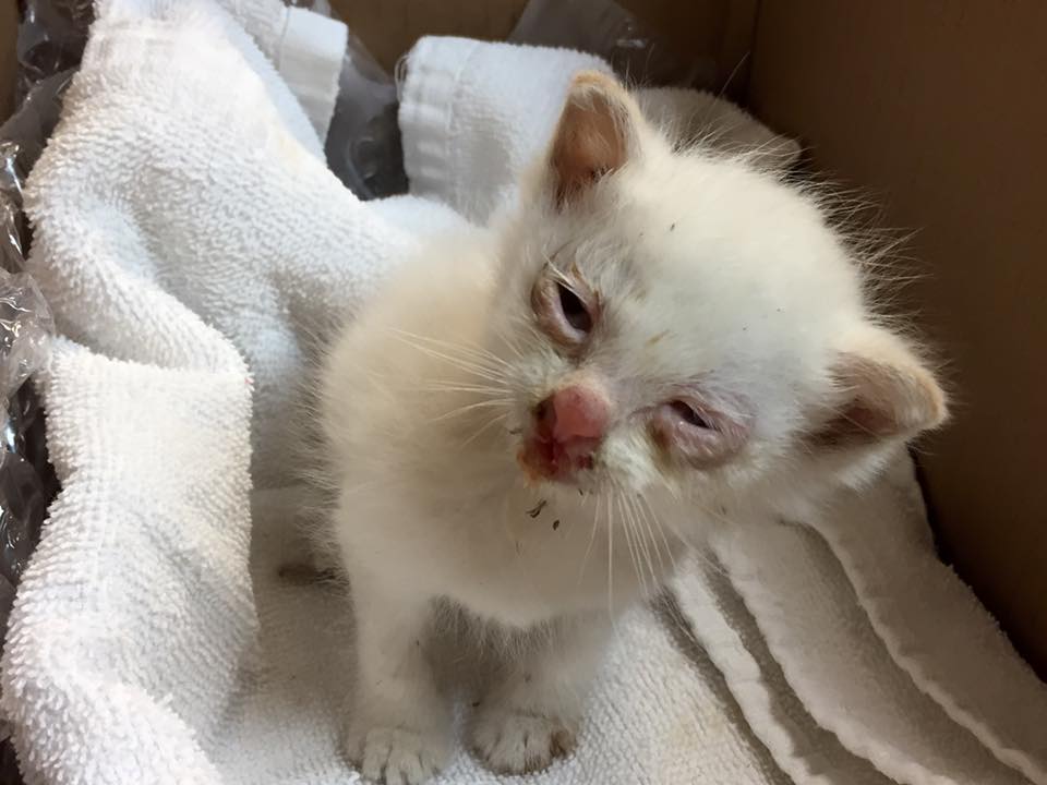 Kitten Survives After Being Thrown Out Of A Moving Car