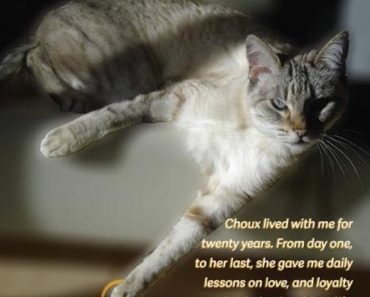 ‘My Tiny Love Teacher’, Lessons From A Cat!