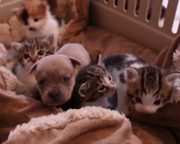 Mother Cat Adopts Newborn Puppy