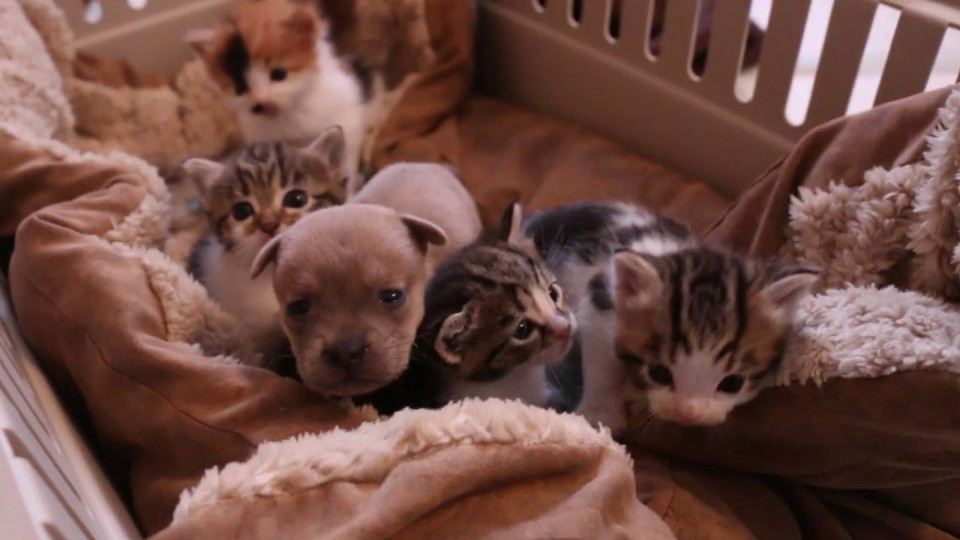 Mother Cat Adopts Newborn Puppy