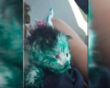 Paint-Covered Kitten Rescued From Dumpster