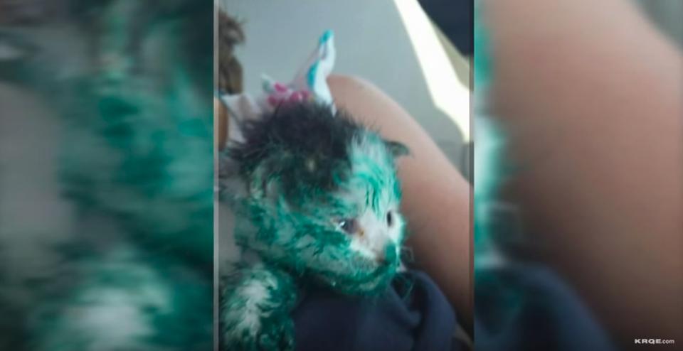 Paint-Covered Kitten Rescued From Dumpster