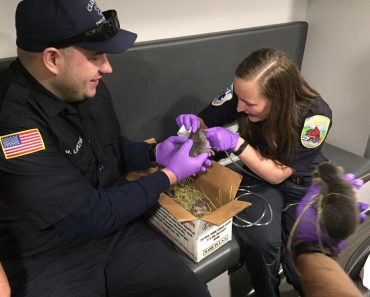 Seven Kittens Rescued From Burning Building By Firefighters!