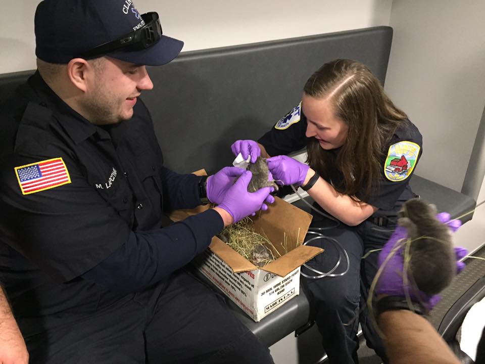 Seven Kittens Rescued From Burning Building By Firefighters!