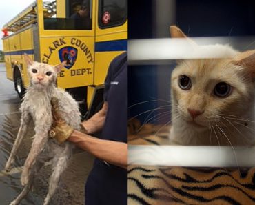 Cat Rescued From Flood Channel!