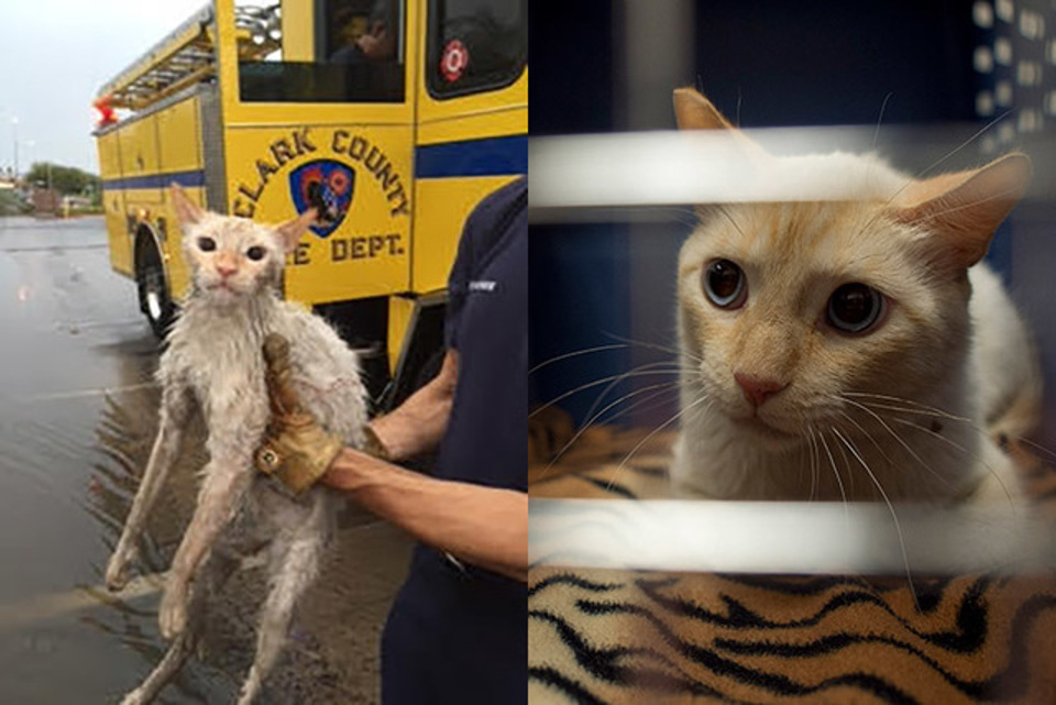 Cat Rescued From Flood Channel!