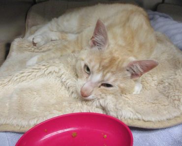 Ginger Cat Survives After Being Shot In Her Chest!