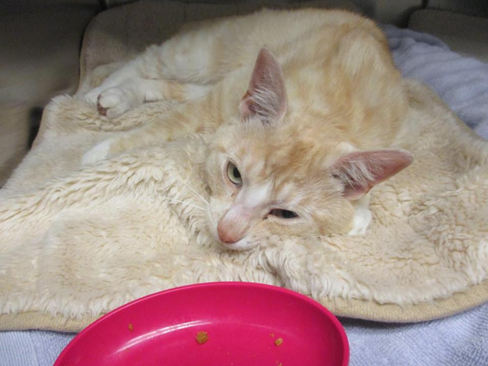 Ginger Cat Survives After Being Shot In Her Chest!