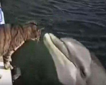 Unexpected Friendship Between A Cat And A Dolphin!