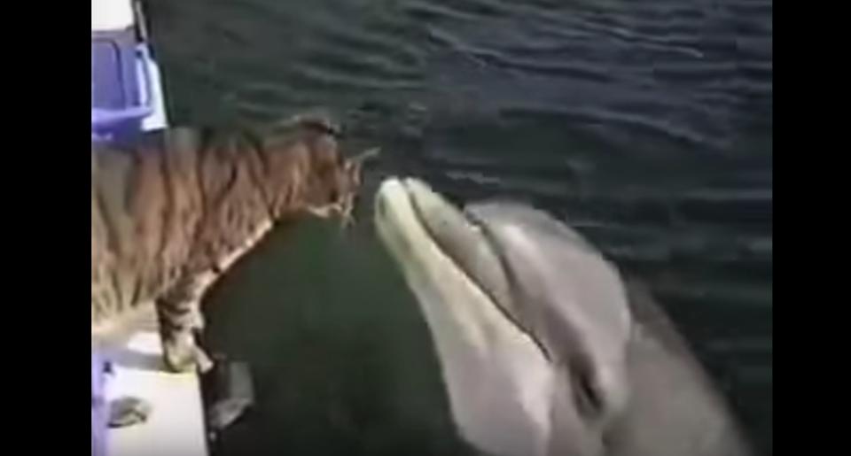 Unexpected Friendship Between A Cat And A Dolphin!