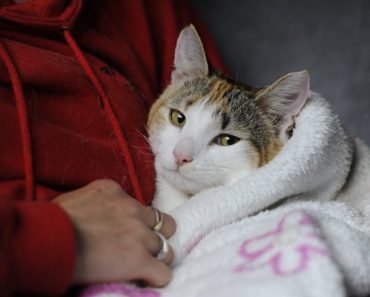 Paralyzed Cat Starts Walking Again After Her Mom Nursed Her With Massage!