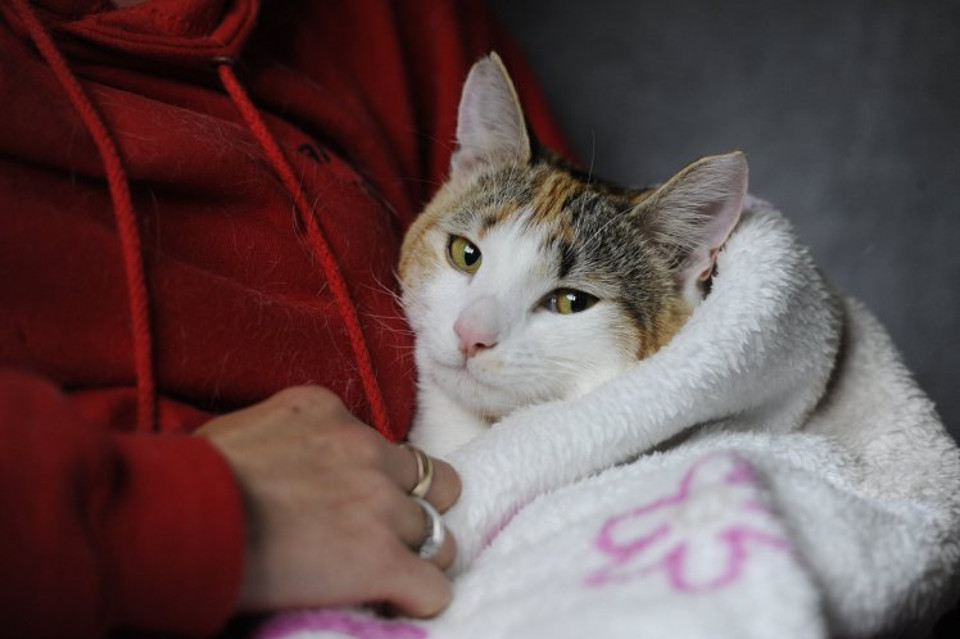 Paralyzed Cat Starts Walking Again After Her Mom Nursed Her With Massage!