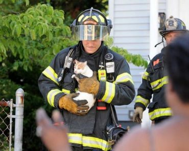 Woman Rescued Three Kittens From Fire. But Cat Mother Needed Also To Be Rescued
