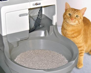 How To Control Litter Box Odor!