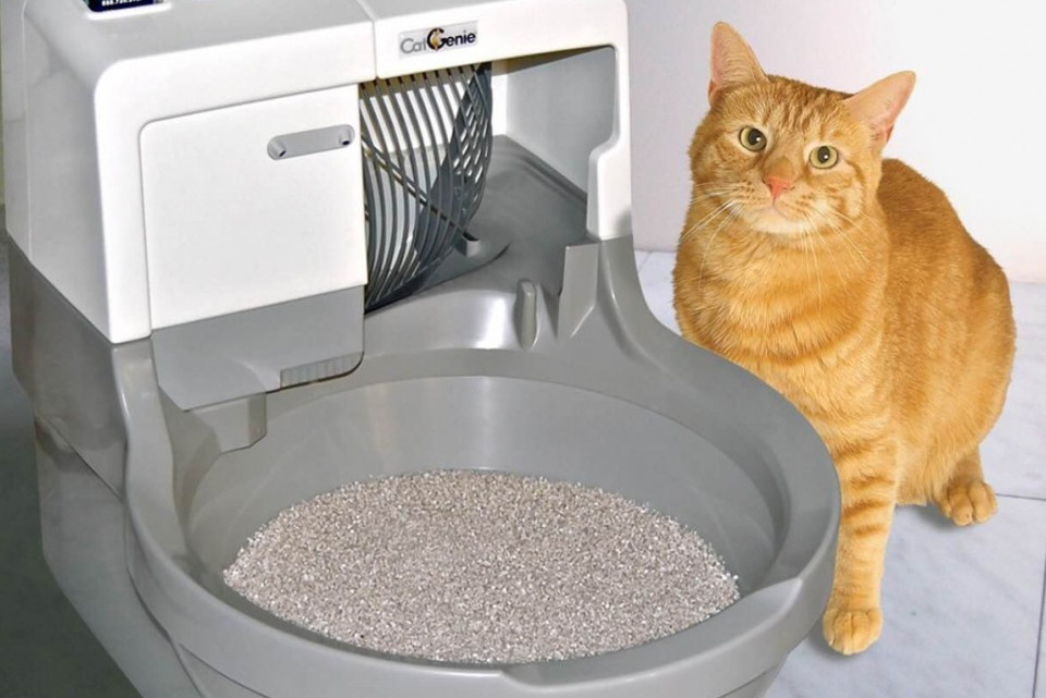 How To Control Litter Box Odor!