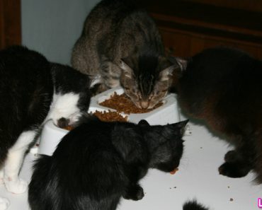 Keeping Your Cats On Diet Food!