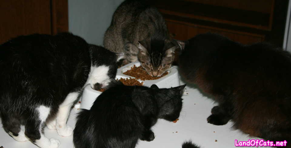 Keeping Your Cats On Diet Food!