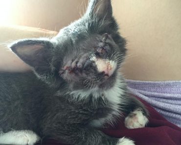 Rescue Kitten Who Had Both Eyes Removed Is Learning What Love Means