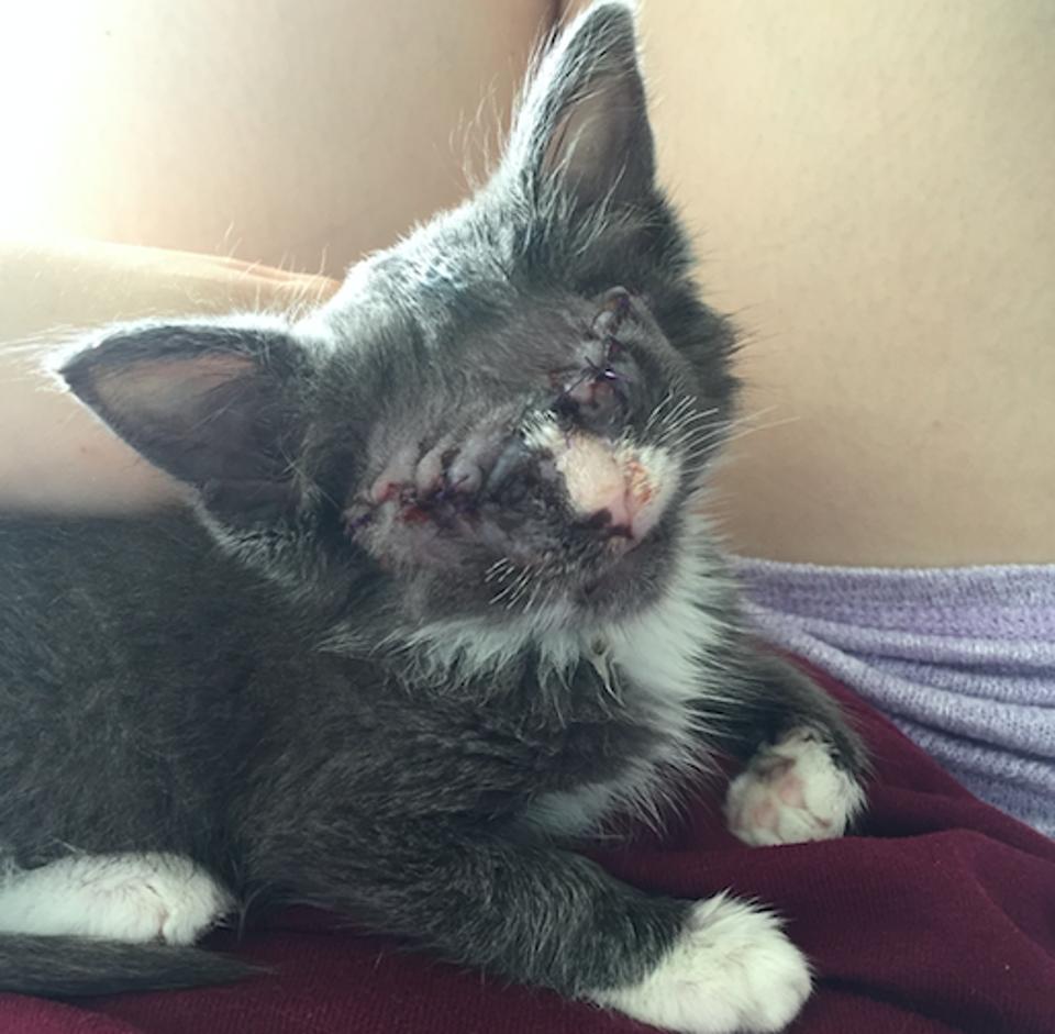 Rescue Kitten Who Had Both Eyes Removed Is Learning What Love Means