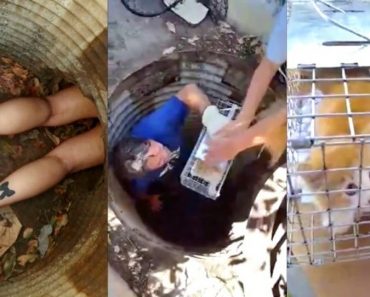 THIS Kitten Was Trapped in Drain for Nearly 100 Hours!