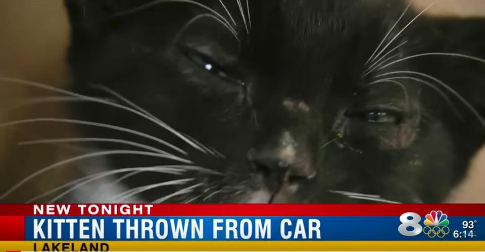 Kitten Thrown From A Moving Car Rescued By A Firefighter!