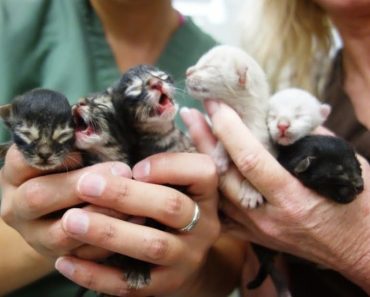 Tiny Kittens Abandoned In A Dumpster