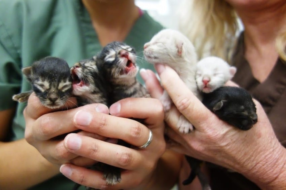 Tiny Kittens Abandoned In A Dumpster