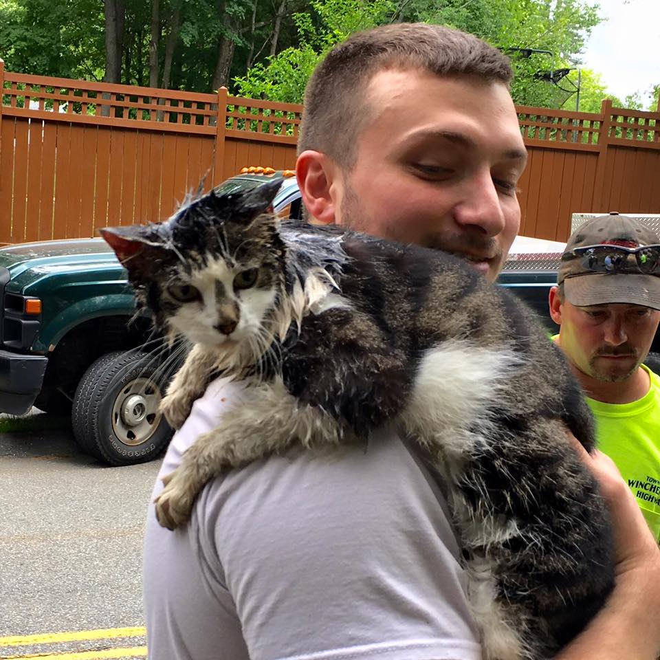 cat rescued with dish soap