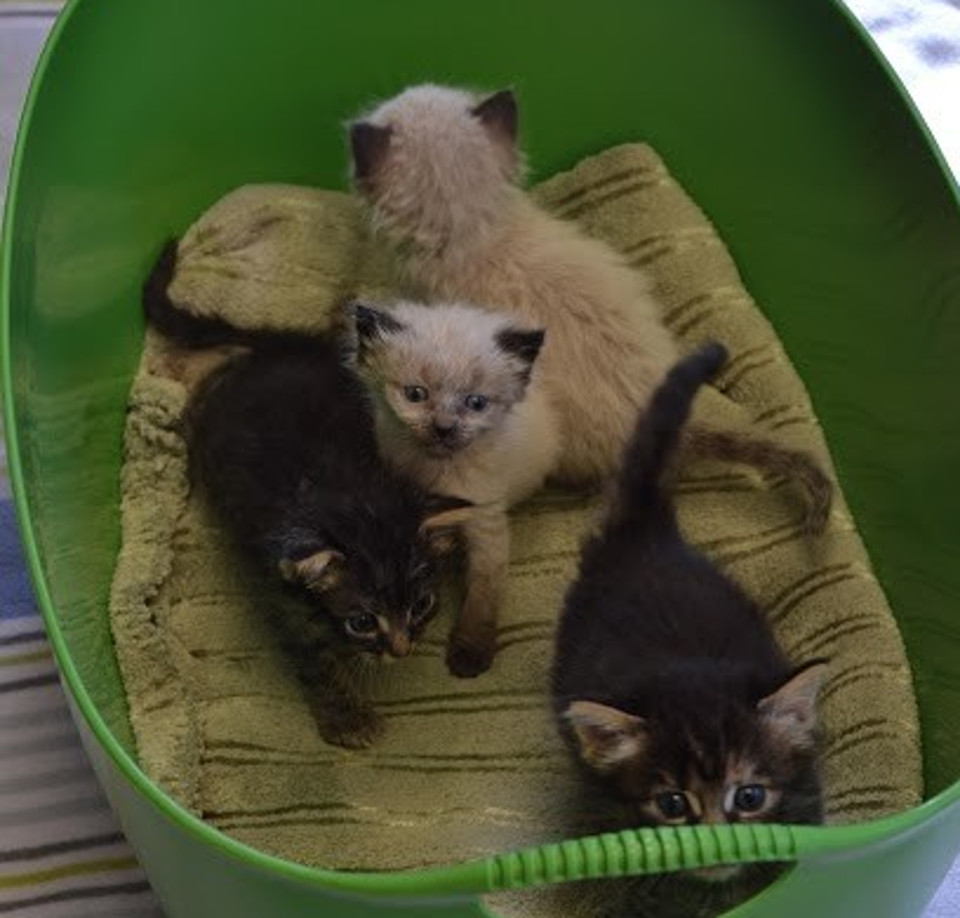 kittens from dumpster after one month