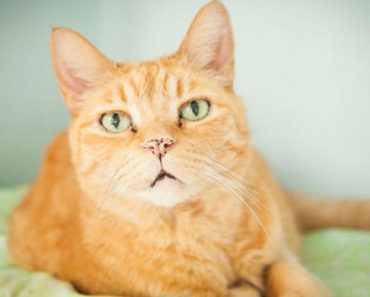 Senior Cat Is Enjoying His Golden Years After He Received A Second Chance