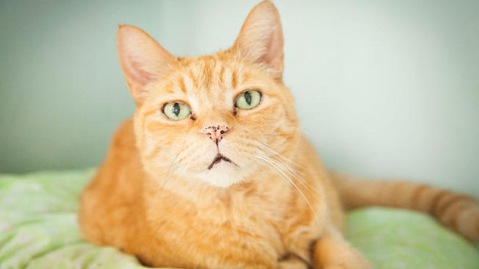 Senior Cat Is Enjoying His Golden Years After He Received A Second Chance