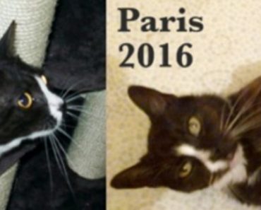 Cat Lost In London Found 8 Years Later In Paris