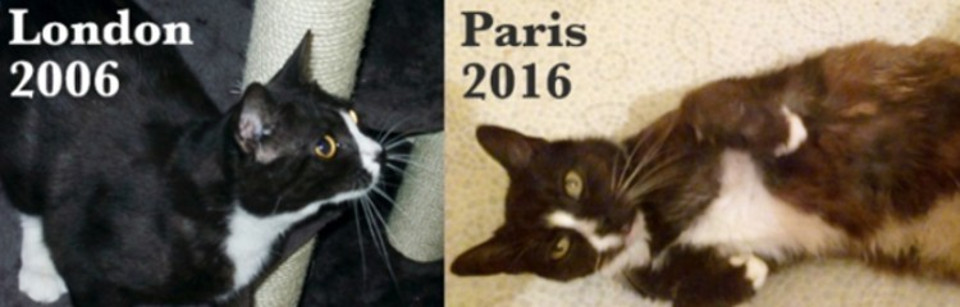 Cat Lost In London Found 8 Years Later In Paris