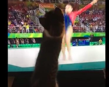 Kittens Try To Help Gymnast At The Olympics With Their Paws!