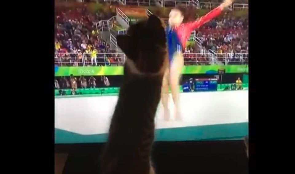 Kittens Try To Help Gymnast At The Olympics With Their Paws!