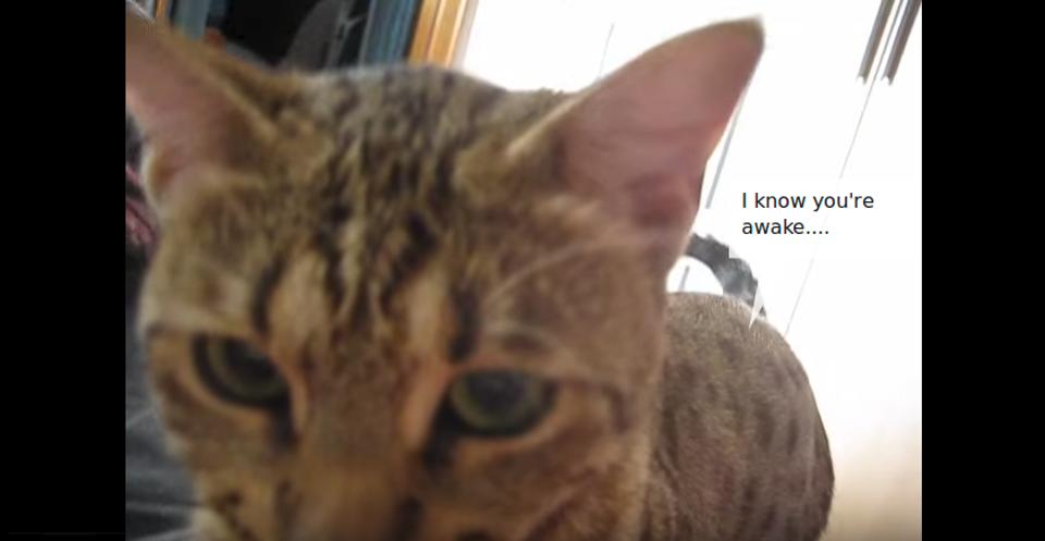 This Cat Has A Funny Way To Wake Up Her Human Every Morning