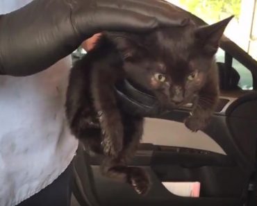 Kitten Rescued From Police Vehicle Grille!