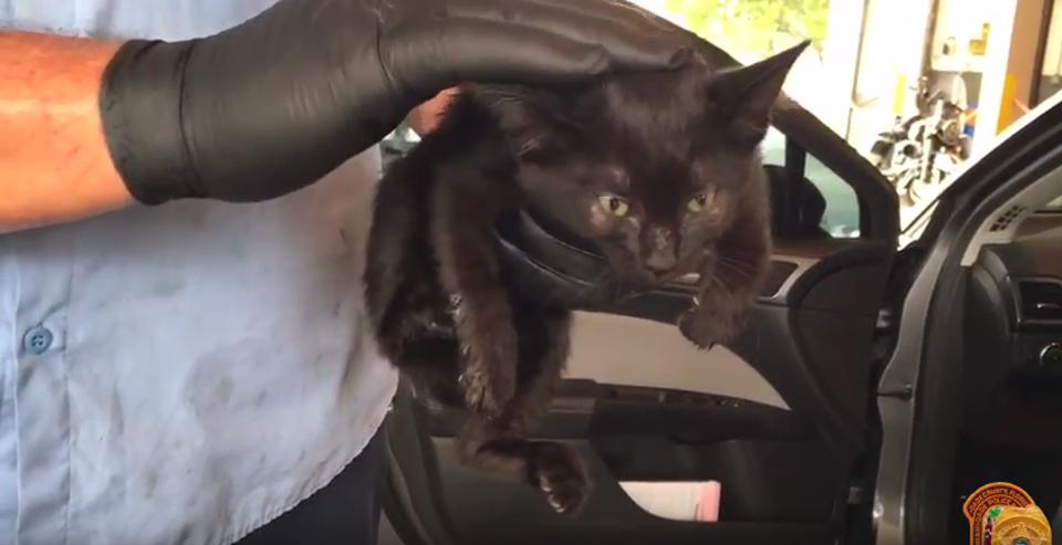Kitten Rescued From Police Vehicle Grille!