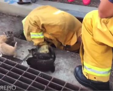 Eight Kittens Rescued From Storm Drain By Firefighters In California