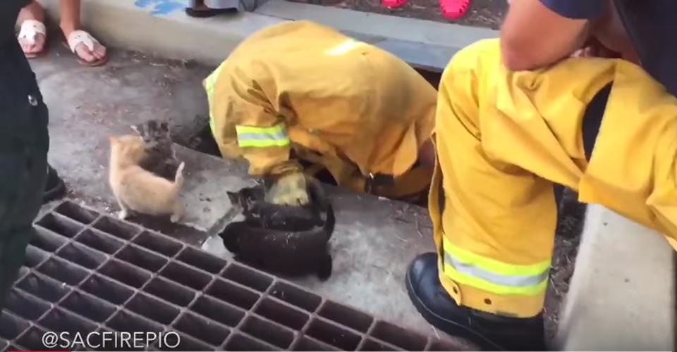 Eight Kittens Rescued From Storm Drain By Firefighters In California