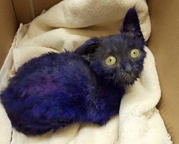The Kitten Found Covered In Purple Become A Fluffy Handsome Boy